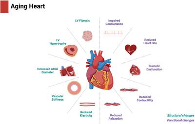 The role of CYP-sEH derived lipid mediators in regulating mitochondrial biology and cellular senescence: implications for the aging heart